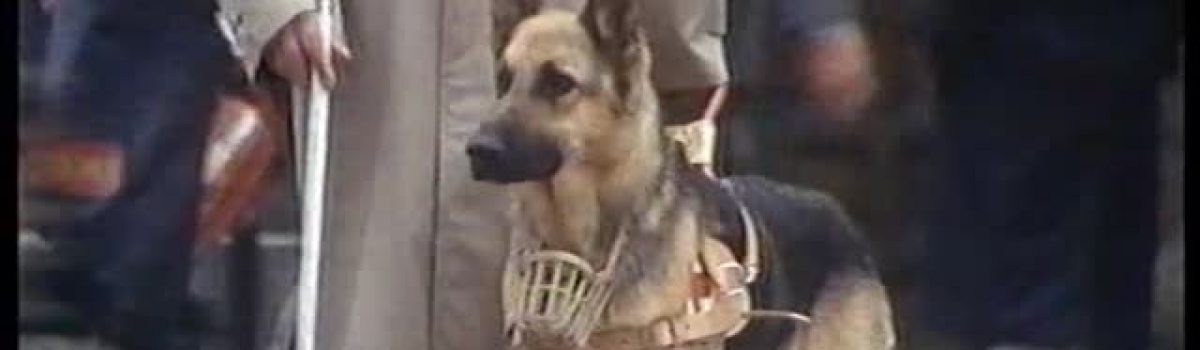 Bocconi Fido Cibo Per Cani (1987)