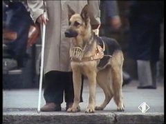 Bocconi Fido Cibo Per Cani (1987)
