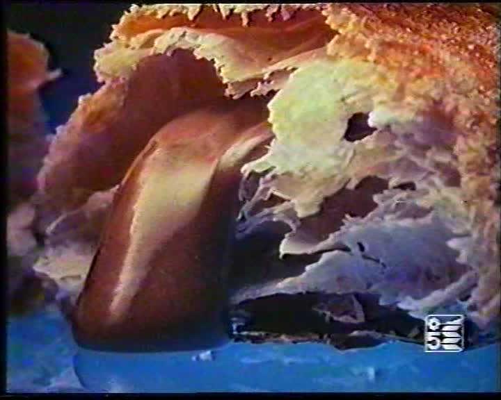 Vincenzi Biscotti Millefoglie Concorso “Mangiami E Dammi Un Nome”